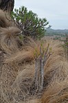 Pachypodium rosulatum PV2823 Befandriana zapadne GPS239 Mad 2015_0738.jpg
